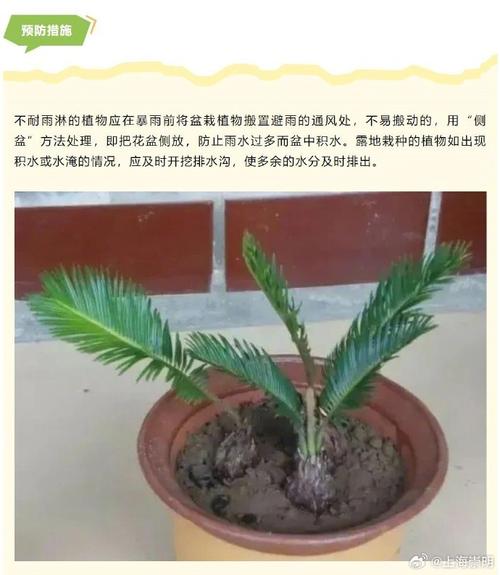 家庭常见植物养护知识（家养植物种类）-第5张图片-多多自然网