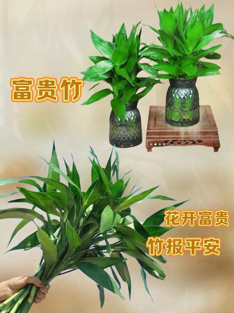 家庭常见植物养护知识（家养植物种类）-第6张图片-多多自然网