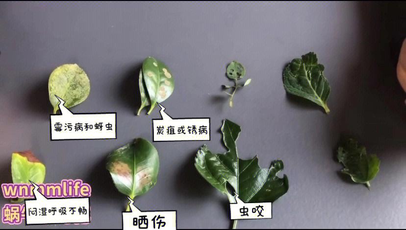 病虫与植物的关系（病虫与植物的关系图）-第1张图片-多多自然网