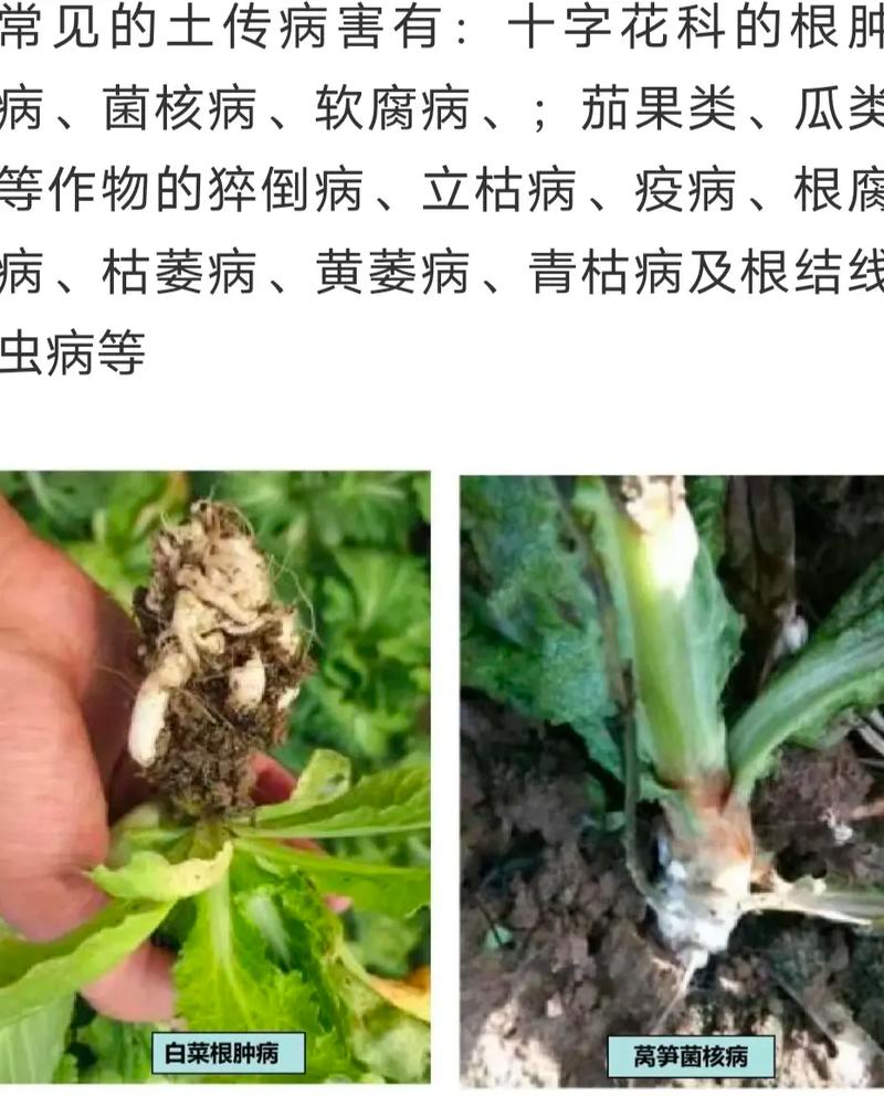 病虫与植物的关系（病虫与植物的关系图）-第2张图片-多多自然网