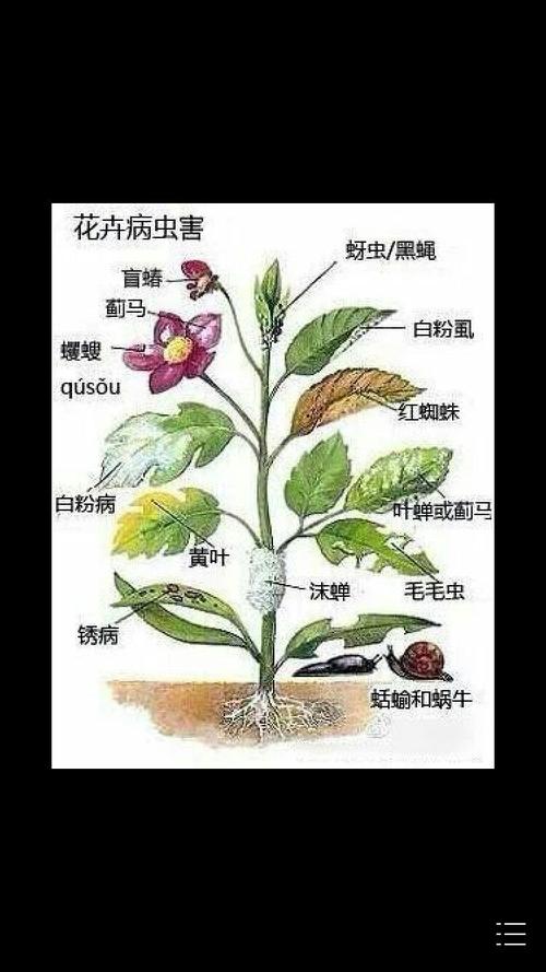 病虫与植物的关系（病虫与植物的关系图）-第3张图片-多多自然网