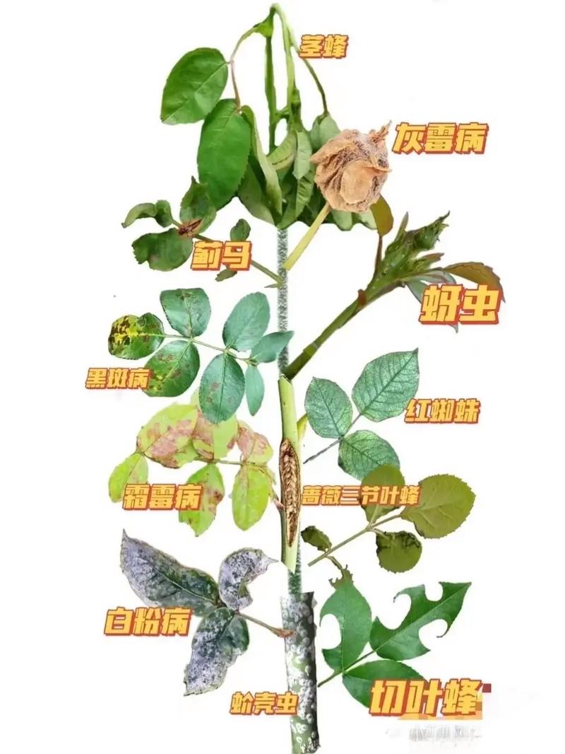 病虫与植物的关系（病虫与植物的关系图）-第4张图片-多多自然网