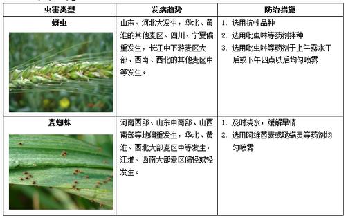 病虫与植物的关系（病虫与植物的关系图）-第5张图片-多多自然网