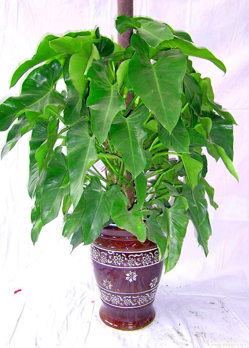 宝石植物知识大全（宝石 植物）-第3张图片-多多自然网