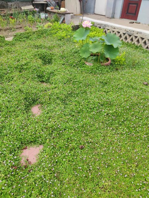 草坪与地被植物的功能关系（草坪与地被植物在园林绿化中的功能与造景设计）-第1张图片-多多自然网