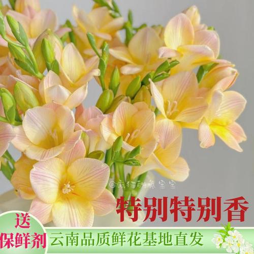 插花及常见植物养护知识（插花的养护）-第3张图片-多多自然网