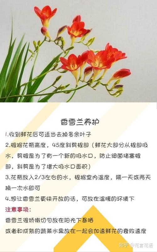 白兰花植物养护知识（白兰花养殖方法及修剪）-第1张图片-多多自然网