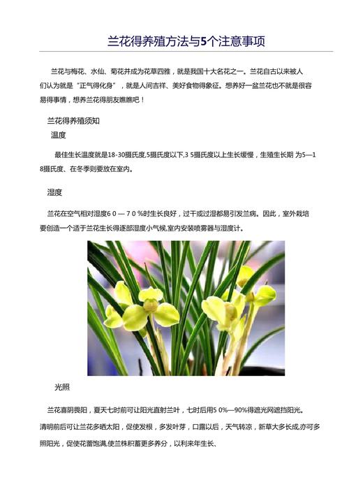 白兰花植物养护知识（白兰花养殖方法及修剪）-第4张图片-多多自然网