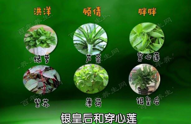 保健与植物的关系（植物保健与和谐植保）-第4张图片-多多自然网