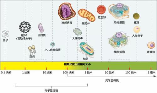 病毒与植物的关系是寄生吗（植物与病毒互作）-第2张图片-多多自然网