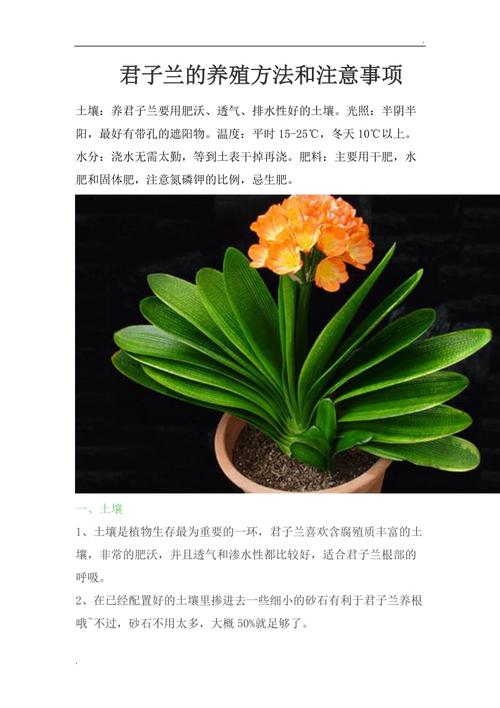 各种植物盆栽养护知识（各种植物盆栽养护知识点）-第1张图片-多多自然网