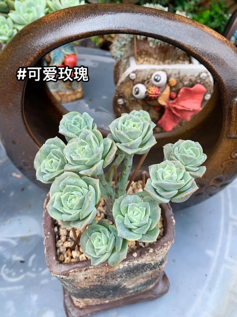 多肉玫瑰度夏植物养护知识（多肉玫瑰系列有什么）-第2张图片-多多自然网