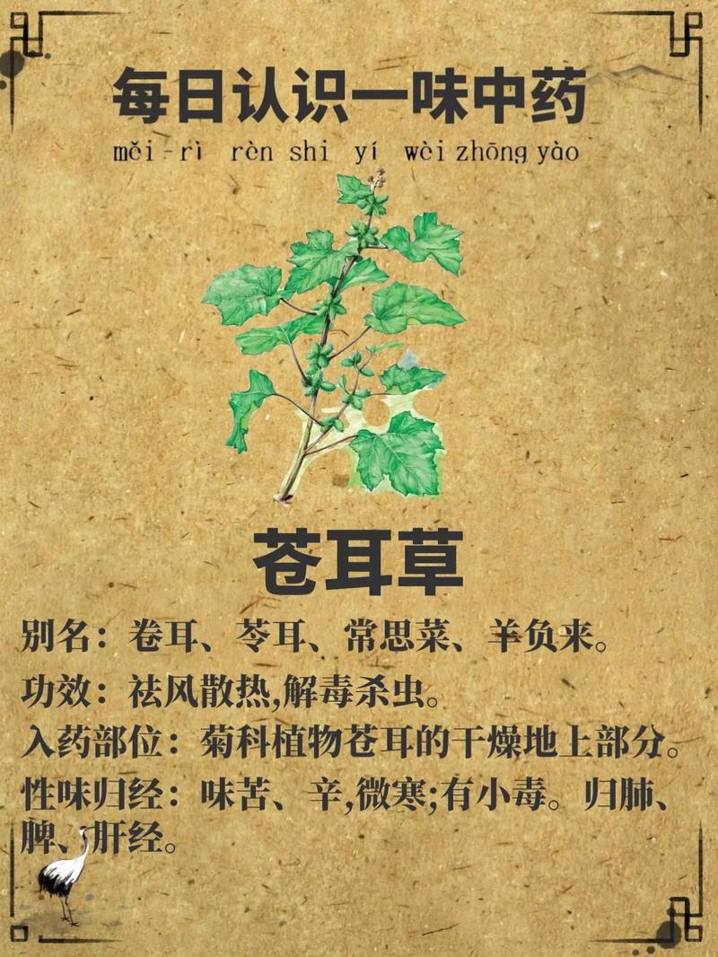 白芷植物百科知识大全（百度百科白芷的功效）-第1张图片-多多自然网