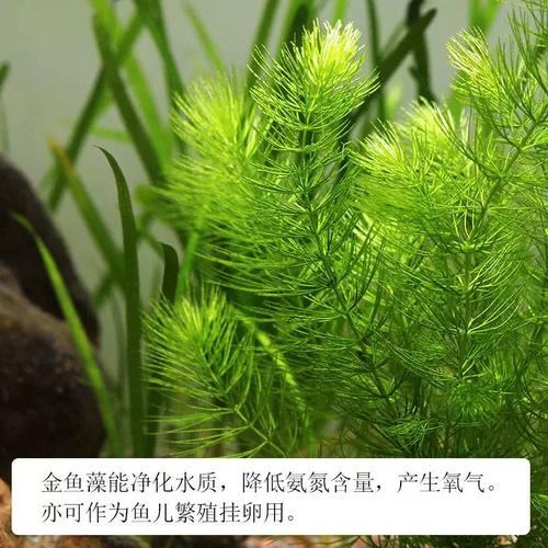 氨氮与水生植物的关系（氨氮对水体的危害的原因）-第6张图片-多多自然网