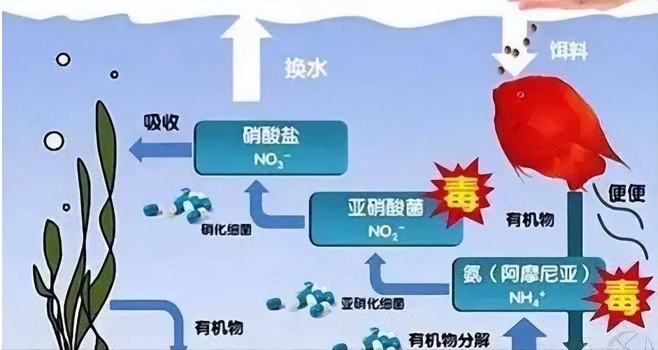 氨氮与水生植物的关系（氨氮对水体的危害的原因）-第7张图片-多多自然网