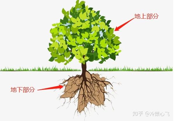 草与植物的关系（草与植物的关系有哪些）-第2张图片-多多自然网