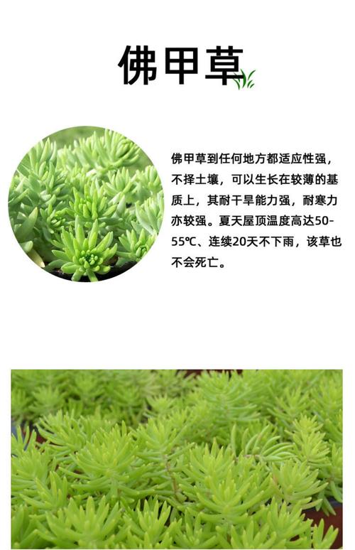 爱尔兰苔藓与盘景植物的关系（爱尔兰深绿色苔藓）-第1张图片-多多自然网