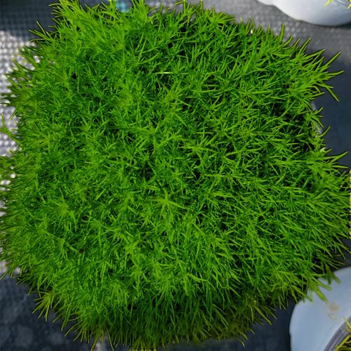 爱尔兰苔藓与盘景植物的关系（爱尔兰深绿色苔藓）-第3张图片-多多自然网