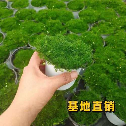 爱尔兰苔藓与盘景植物的关系（爱尔兰深绿色苔藓）-第5张图片-多多自然网