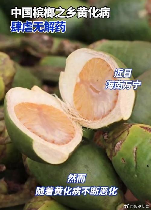 槟榔种植物质与成本的关系（槟榔种植物质与成本的关系图）-第5张图片-多多自然网