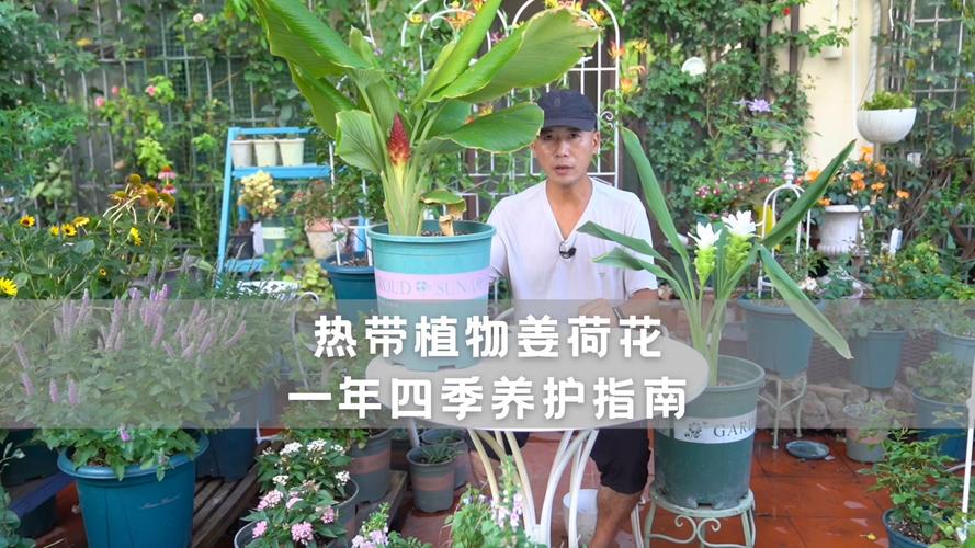 姜科植物养护知识（姜养植方法）-第5张图片-多多自然网