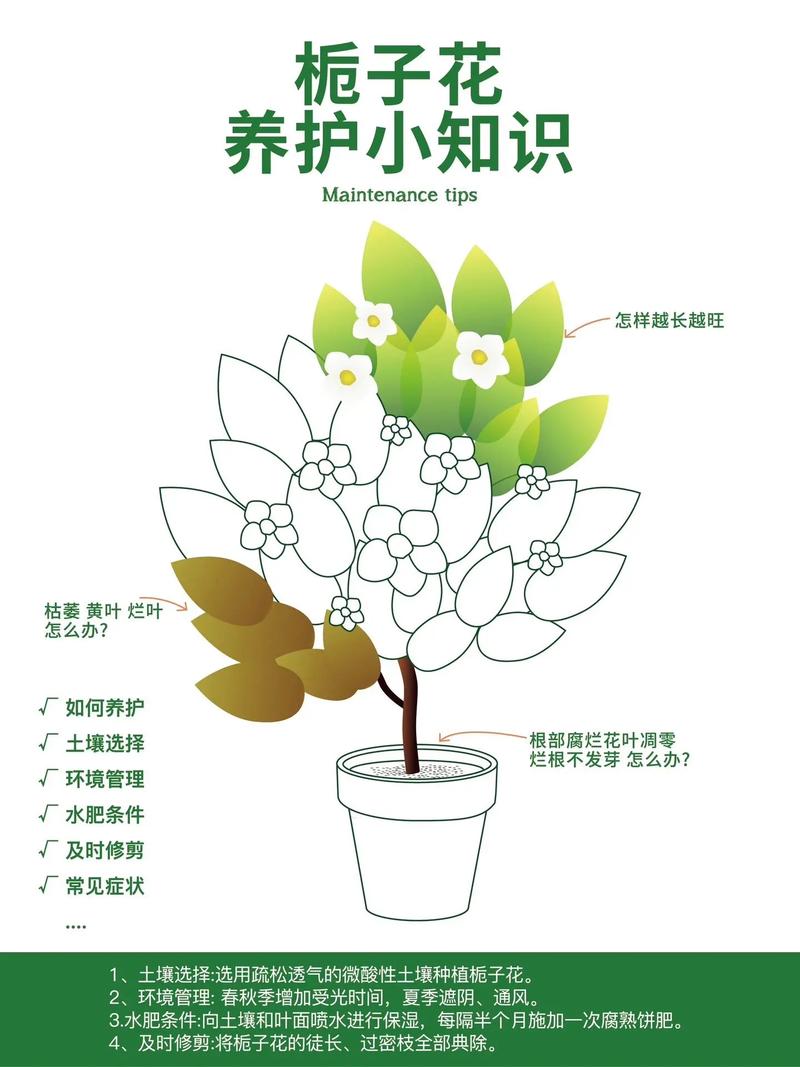 关于植物的养护知识大全（植物养护须知）-第2张图片-多多自然网