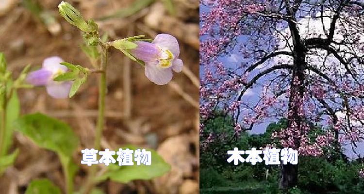 草本与植物的关系（草本植物与木本植物的关系）-第2张图片-多多自然网