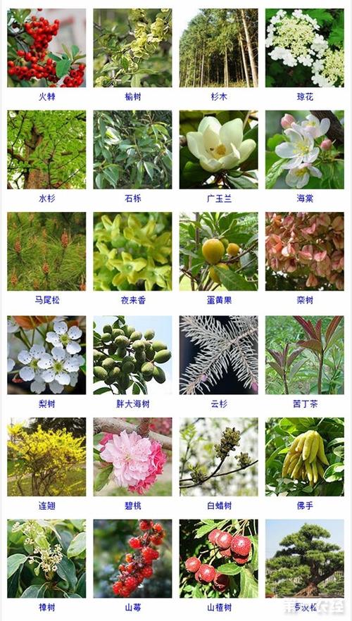 草本与植物的关系（草本植物与木本植物的关系）-第4张图片-多多自然网