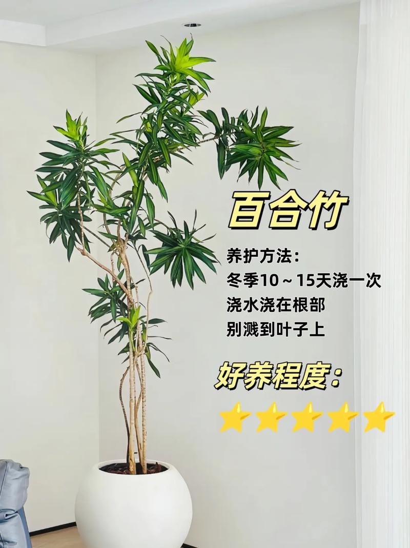 冬季北方绿植养护方法（北方冬天室外绿植如何保暖）-第4张图片-多多自然网