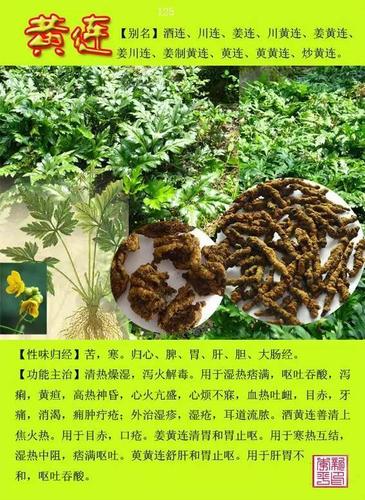 常用草药植物知识百科大全（常用草药植物知识百科大全）-第1张图片-多多自然网