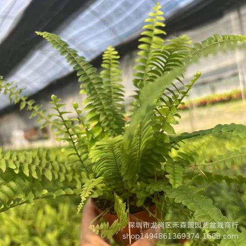 春季蕨类植物养护知识（蕨类植物养殖注意事项 绝对有用）-第4张图片-多多自然网