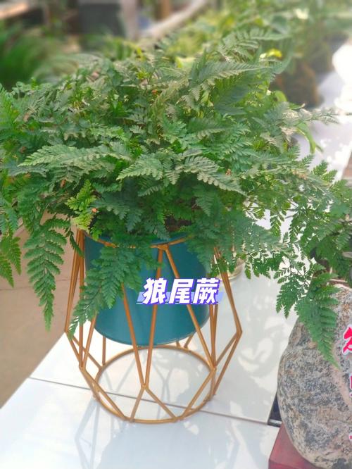 春季蕨类植物养护知识（蕨类植物养殖注意事项 绝对有用）-第7张图片-多多自然网