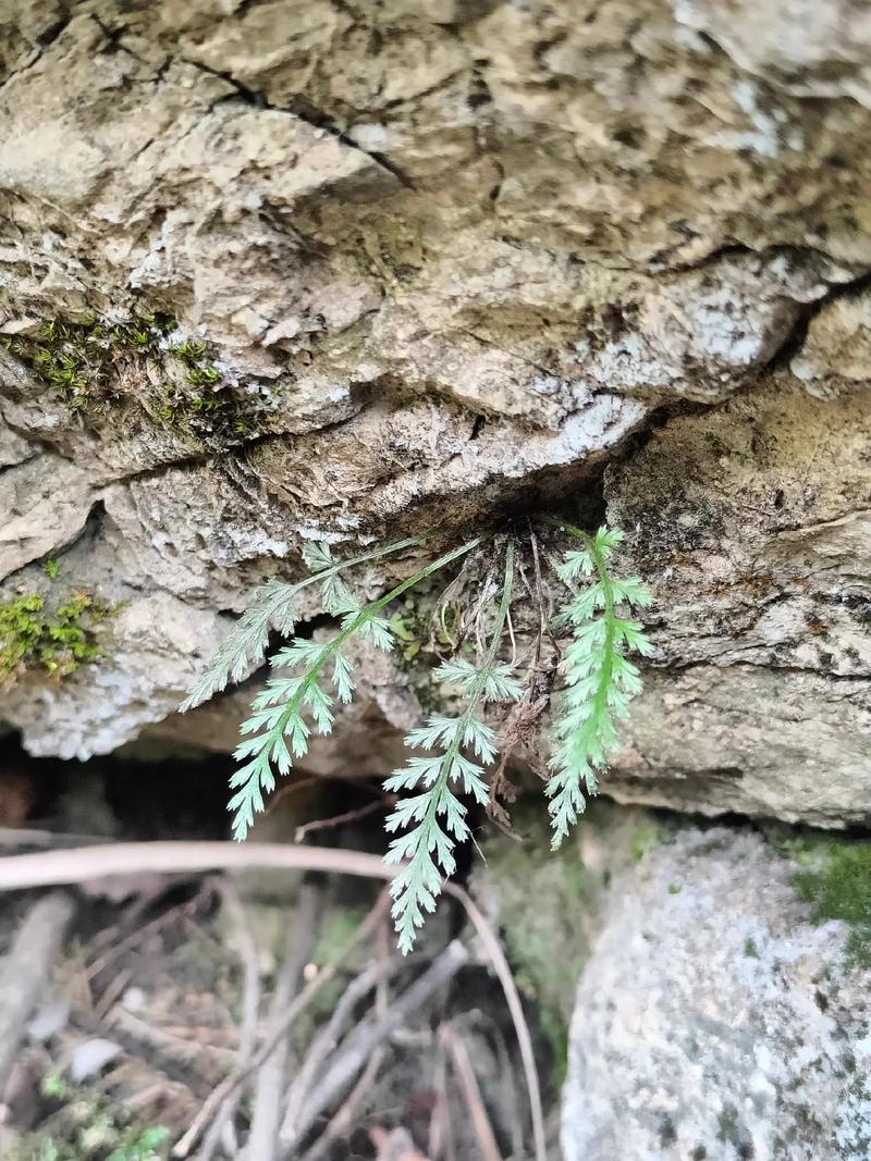 草本植物与蕨类的关系（蕨类植物是草本植物还是木本植物）-第1张图片-多多自然网