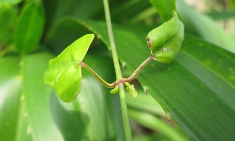 白菜的植物知识（白菜的植物知识大全）-第5张图片-多多自然网