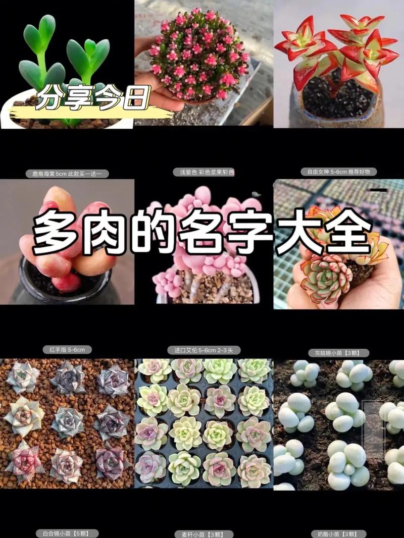 春季家养植物养护知识（春季绿植养护）-第5张图片-多多自然网