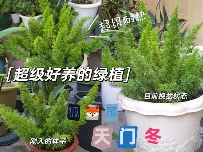 冬季过年绿植养护方法有哪些（冬季绿植怎么养护）-第6张图片-多多自然网