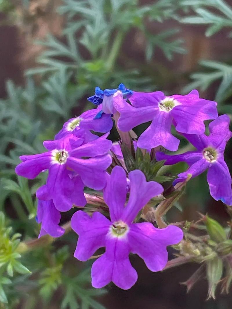 观花植物养护知识（观花植物养护知识点总结）-第1张图片-多多自然网