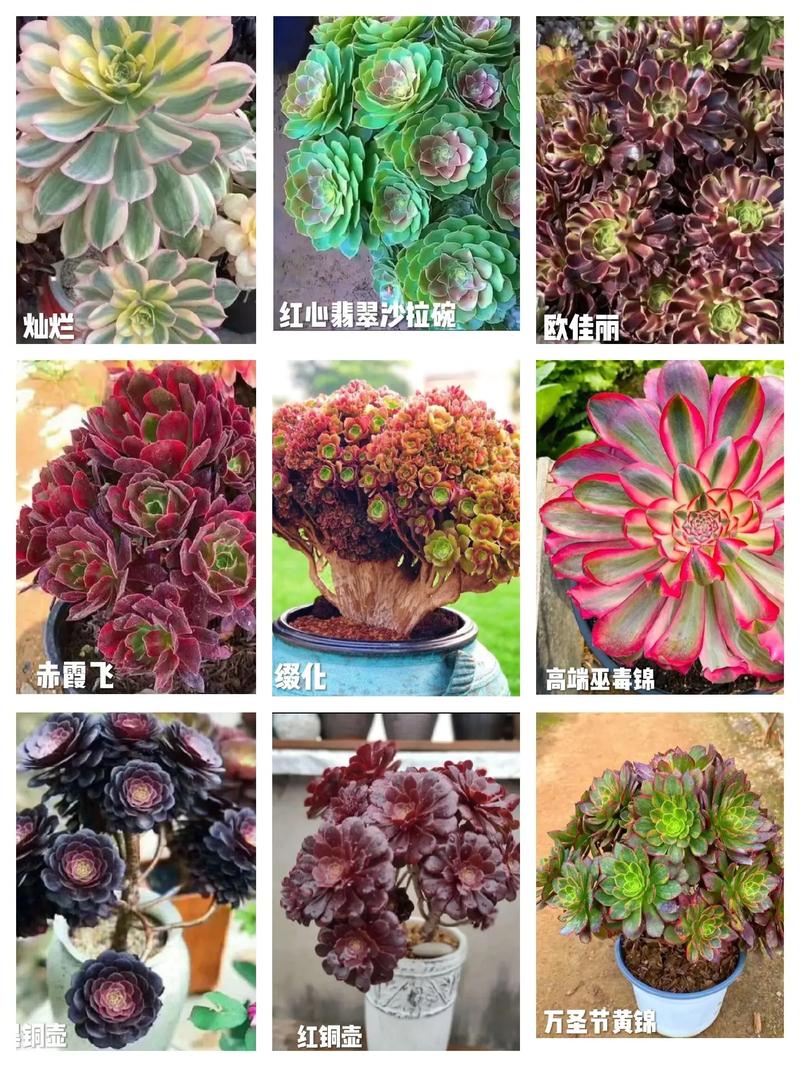 多肉植物法师养护知识（多肉植物法师养护知识大全）-第1张图片-多多自然网