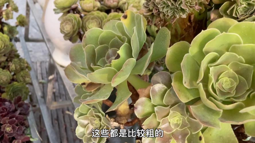 多肉植物法师养护知识（多肉植物法师养护知识大全）-第2张图片-多多自然网