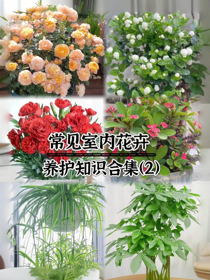 东北越冬绿植怎么养护和管理（适合东北室外越冬的花）-第4张图片-多多自然网