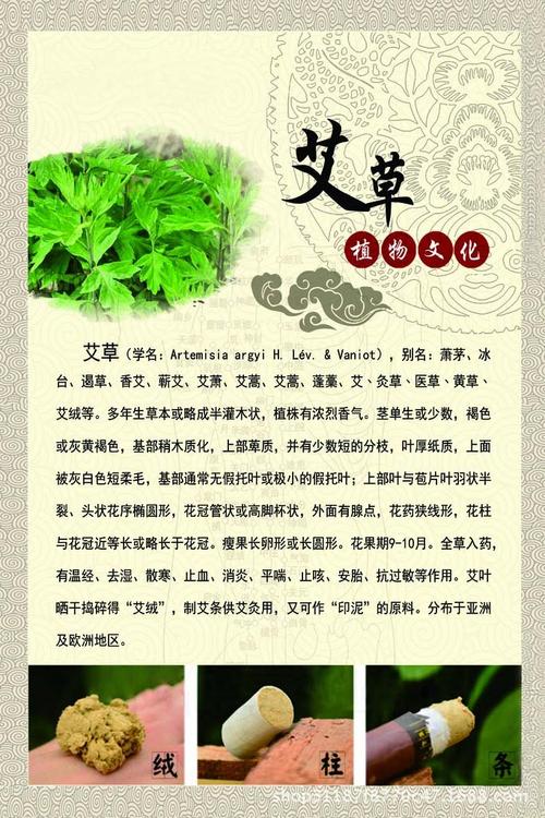 艾草植物科普知识有哪些（艾草植物介绍）-第1张图片-多多自然网