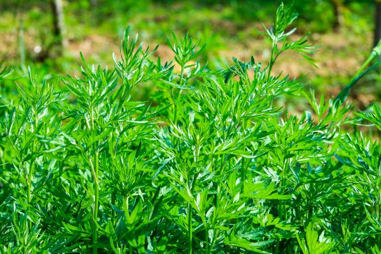 艾草植物科普知识有哪些（艾草植物介绍）-第2张图片-多多自然网