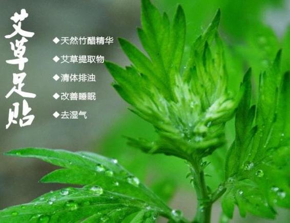 艾草植物科普知识有哪些（艾草植物介绍）-第4张图片-多多自然网