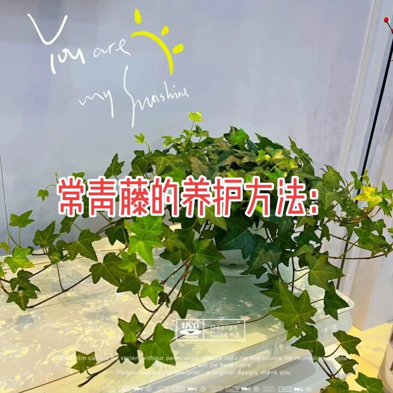 花卉植物日常养护知识（花卉绿植养护）-第1张图片-多多自然网