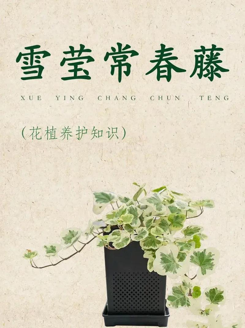 花卉植物日常养护知识（花卉绿植养护）-第2张图片-多多自然网