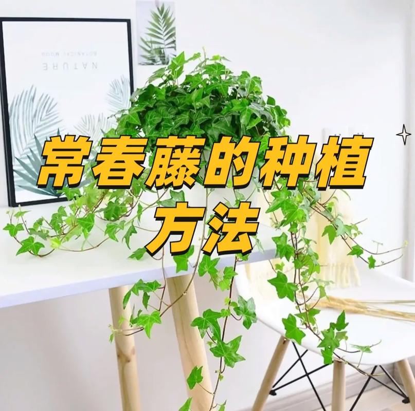 花卉植物日常养护知识（花卉绿植养护）-第6张图片-多多自然网