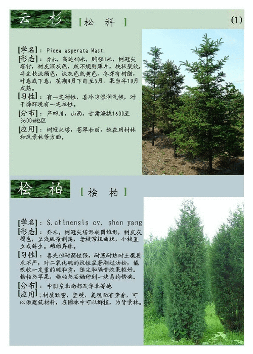 常见景观植物科普知识大全（景观 植物）-第4张图片-多多自然网