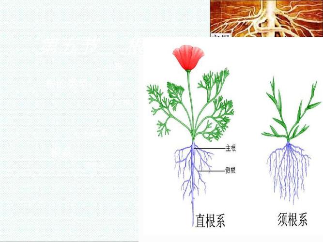 草根植物知识百科大全（草根植物知识百科大全视频）-第2张图片-多多自然网