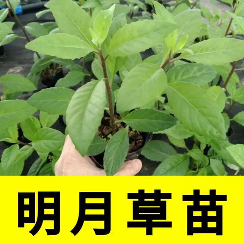 厨房草药植物知识百科大全（厨房里的中药用法与功效）-第3张图片-多多自然网