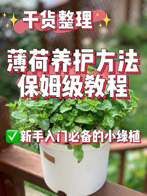 厨房草药植物知识百科大全（厨房里的中药用法与功效）-第5张图片-多多自然网